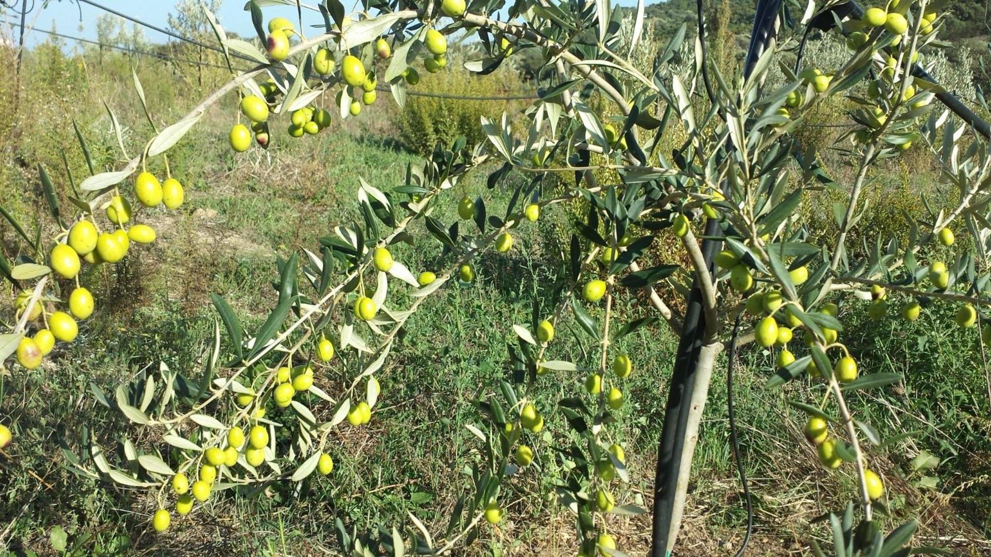 Agriturismo Agrisole Olbia Dış mekan fotoğraf