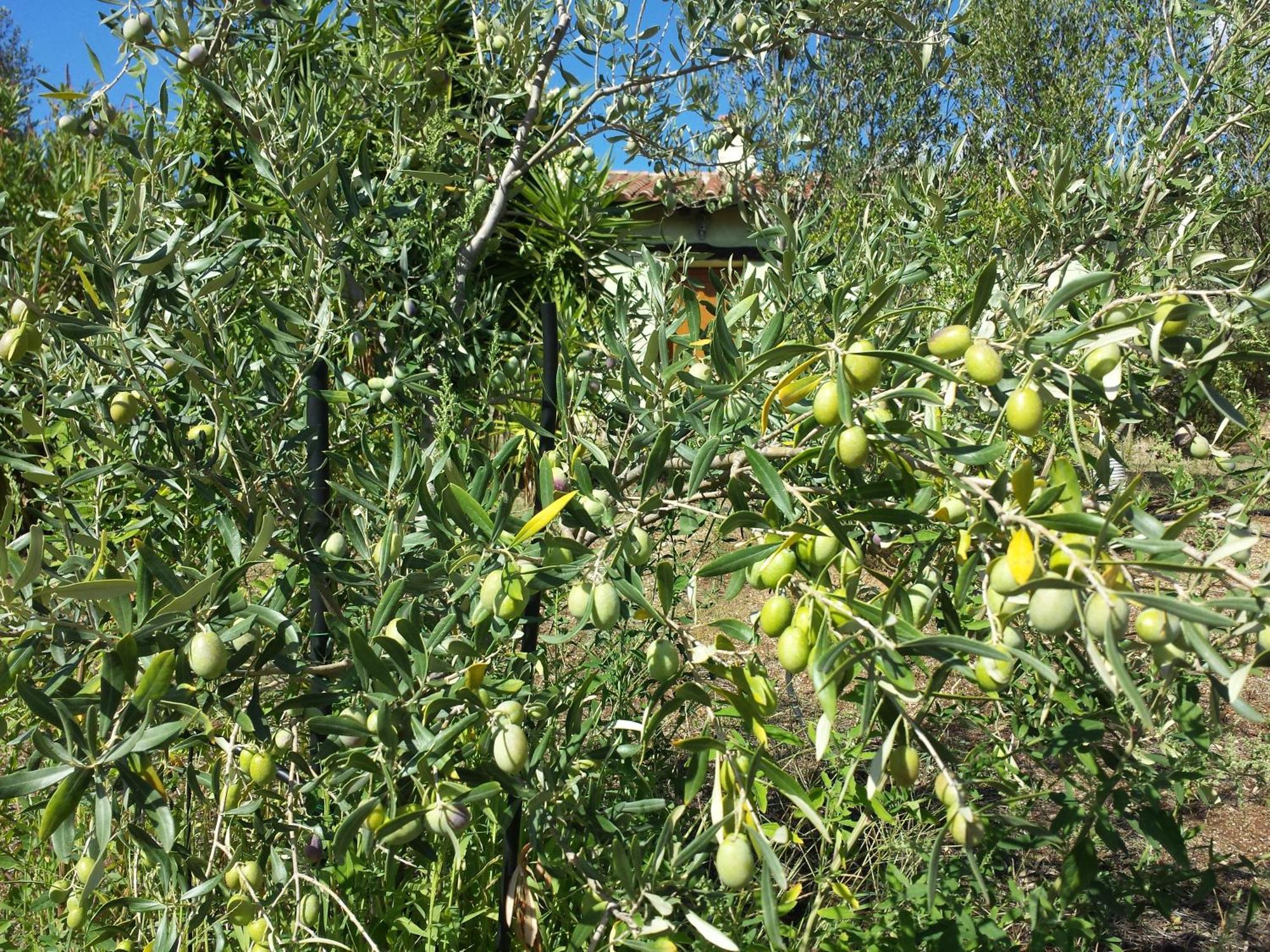 Agriturismo Agrisole Olbia Dış mekan fotoğraf